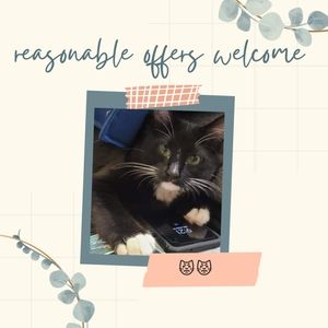 Kate spade 💘😺💘 Steve madden Michael kors